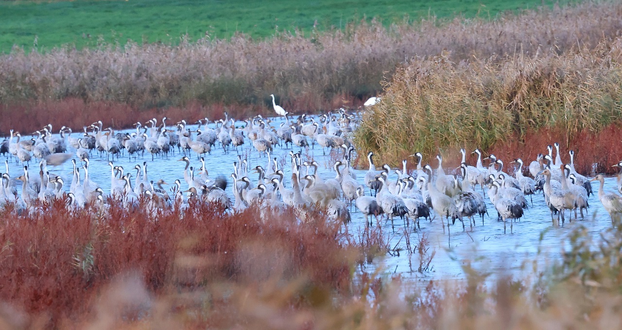 Three years of low precipitation and a resulting lack of sh - Bild 3